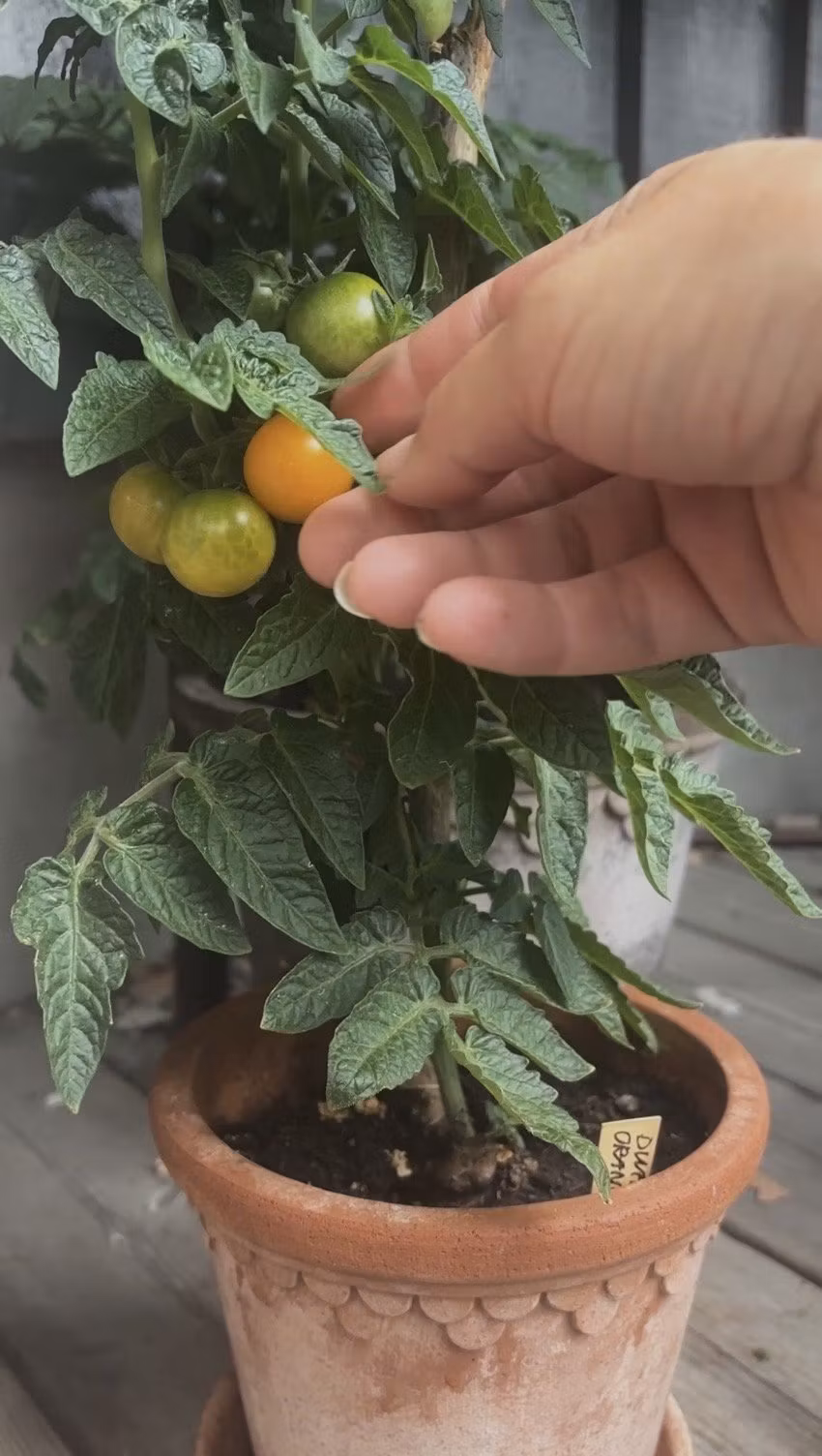 Odla fönstertomater på vintern – små tomatplantor som ger skörd inomhus