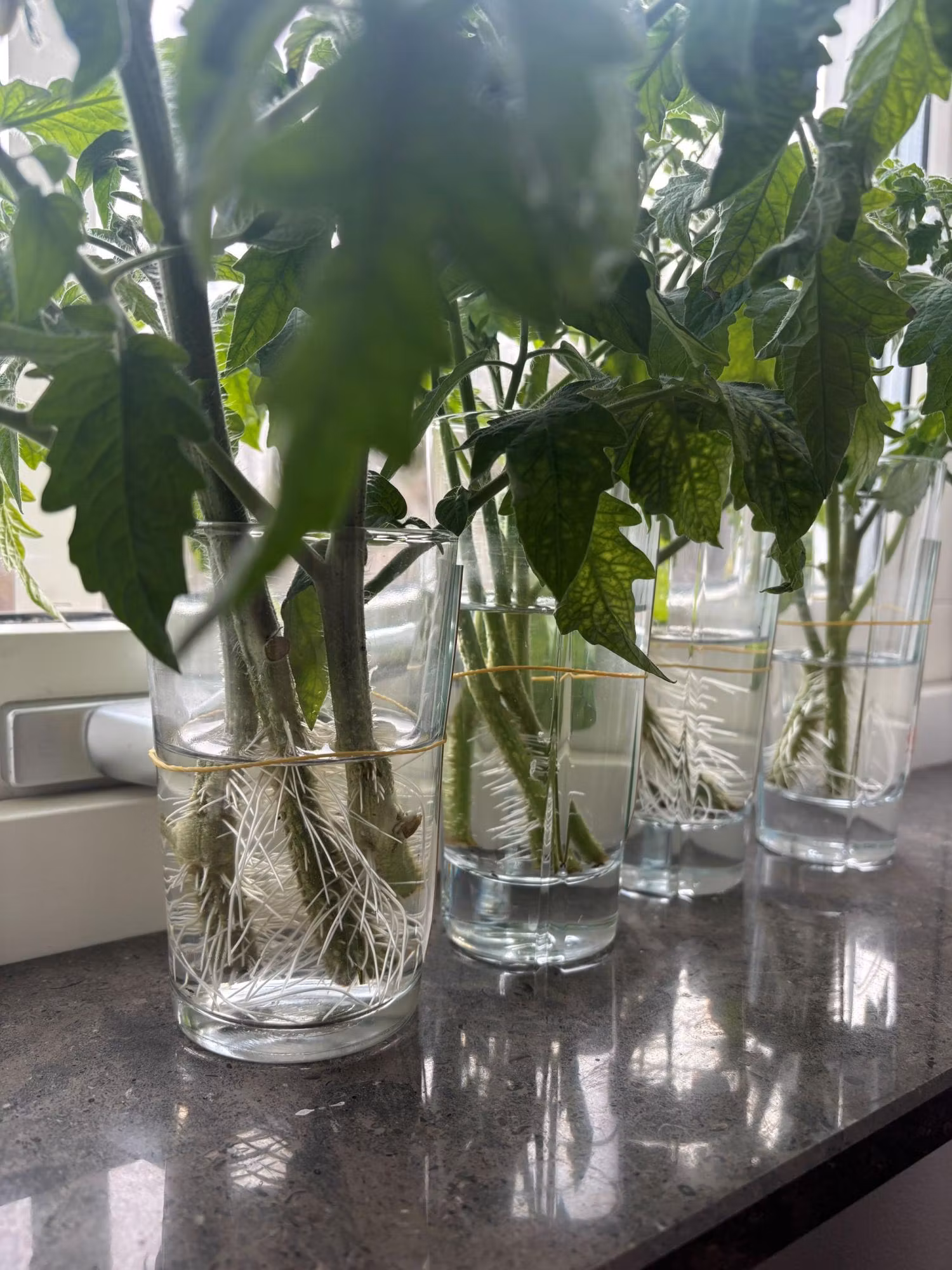 När är det egentligen dags att plantera ut tomatplantorna?