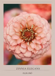 Kopia Zinnia - Oklahoma Salmon
