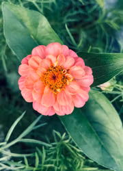 Kopia Zinnia - Oklahoma Salmon