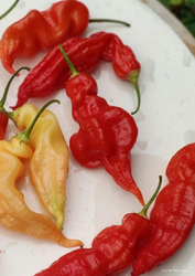 Chili - Sugar Rush Red