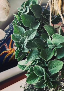Grekisk Oregano - EKO
