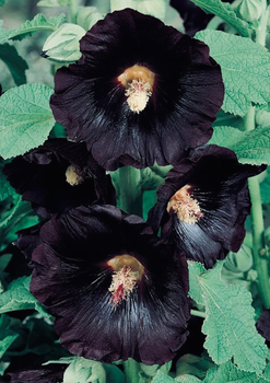 Stockros - Jet Black