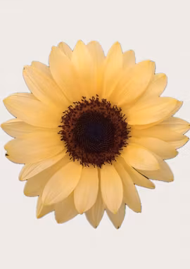 Solros - Pro Cut Peach F1