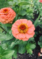 Zinnia - Oklahoma Salmon