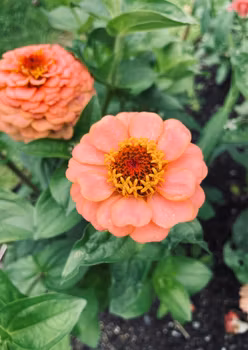 Zinnia - Oklahoma Salmon