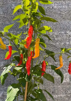 Chili - Sugar Rush Red