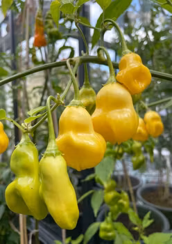 Chili - Aji Fantasy