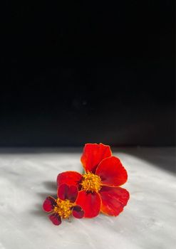 Tagetes - High Dune EKO