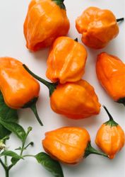 Chili - Aji Mango