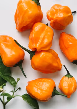 Chili - Aji Mango
