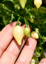 Chili - Chupetinho White