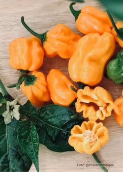 Chili - Numex Suave Orange