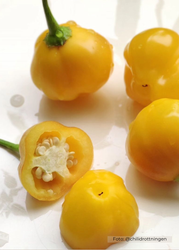 Chili - Aji Tangerine