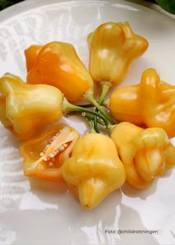 Chili - Aji Fantasy Stripey