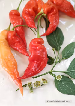 Chili - Aji Strawberry