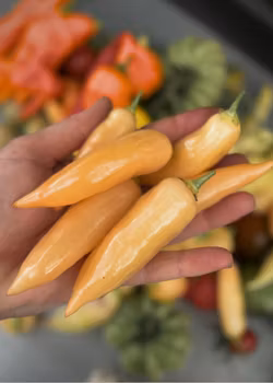 Chili - Sugar Rush Peach