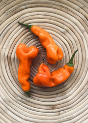 Chili - Erotica