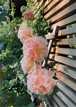 Stockros - Spring Celebrity Apricot