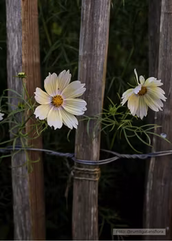 Rosenskära - Apricot Lemonade