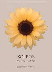 Solros - Pro Cut Peach F1