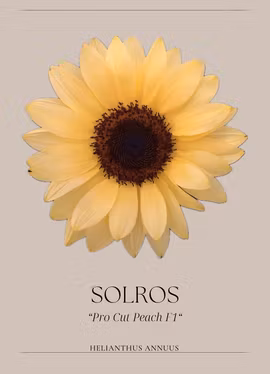 Solros - Pro Cut Peach F1