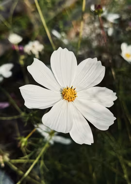 Rosenskära - Versailles White