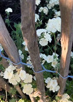 Phlox - Isabellina