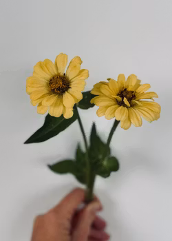 Zinnia - Isabellina