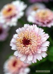 Zinnia - Zinderella Lilac