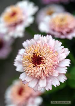 Zinnia - Zinderella Lilac