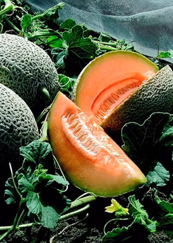 Melon - Best Jumbo EKO