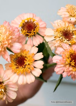 Zinnia - Zinderella Peach