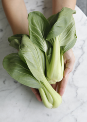 Pak Choi - EKO