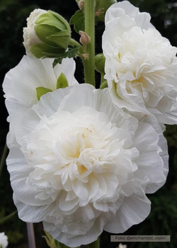 Stockros - Chater’s White