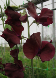 Luktärt - Spring Sunshine Burgundy