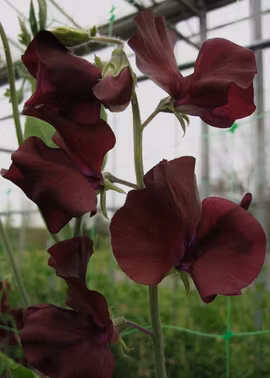 Luktärt - Spring Sunshine Burgundy