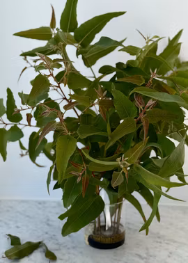 Eukalyptus - Lemon Bush