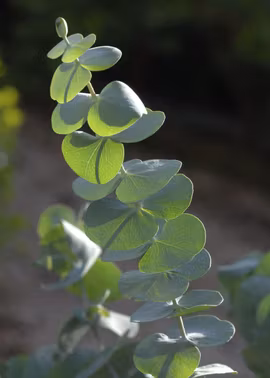 Eukalyptus - Baby Blue