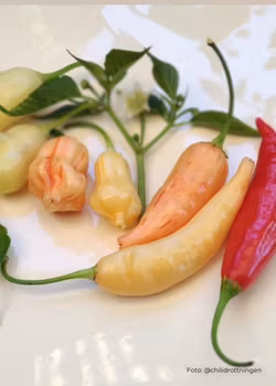 Chili - Aji Omnicolar x Aji White fantasy