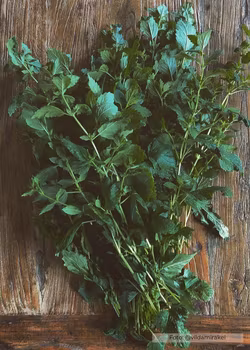Citronmeliss - EKO