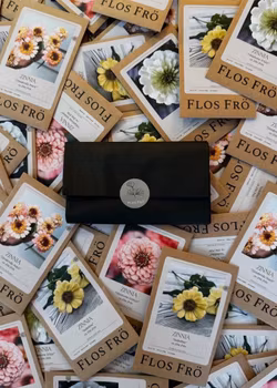 Fröpaket Zinnia Summer - fyra sorter