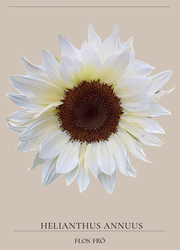 Solros - F1 "Pro Cut White Nite"