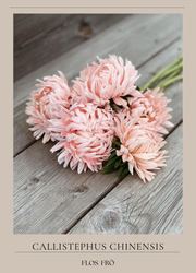 Aster - King Size Apricot
