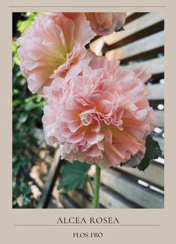 Stockros - Spring Celebrity Apricot