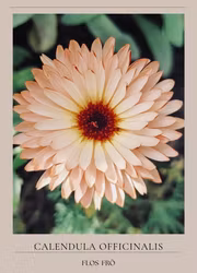 Ringblomma - Orange Flash