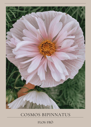 Rosenskära - Cupcakes Blush