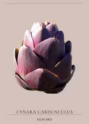 Kronärtskocka - Purple of Romagna