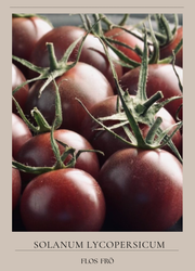 Körsbärstomat - Black Cherry EKO