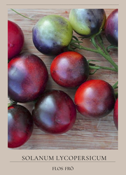 Körsbärstomat - Indigo Blue Berries EKO